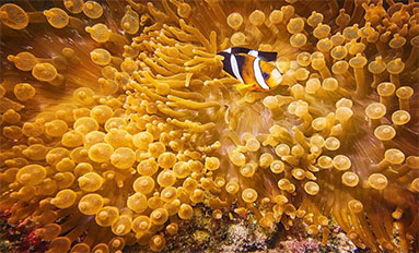 Under The Sea: Raja Ampat Islands