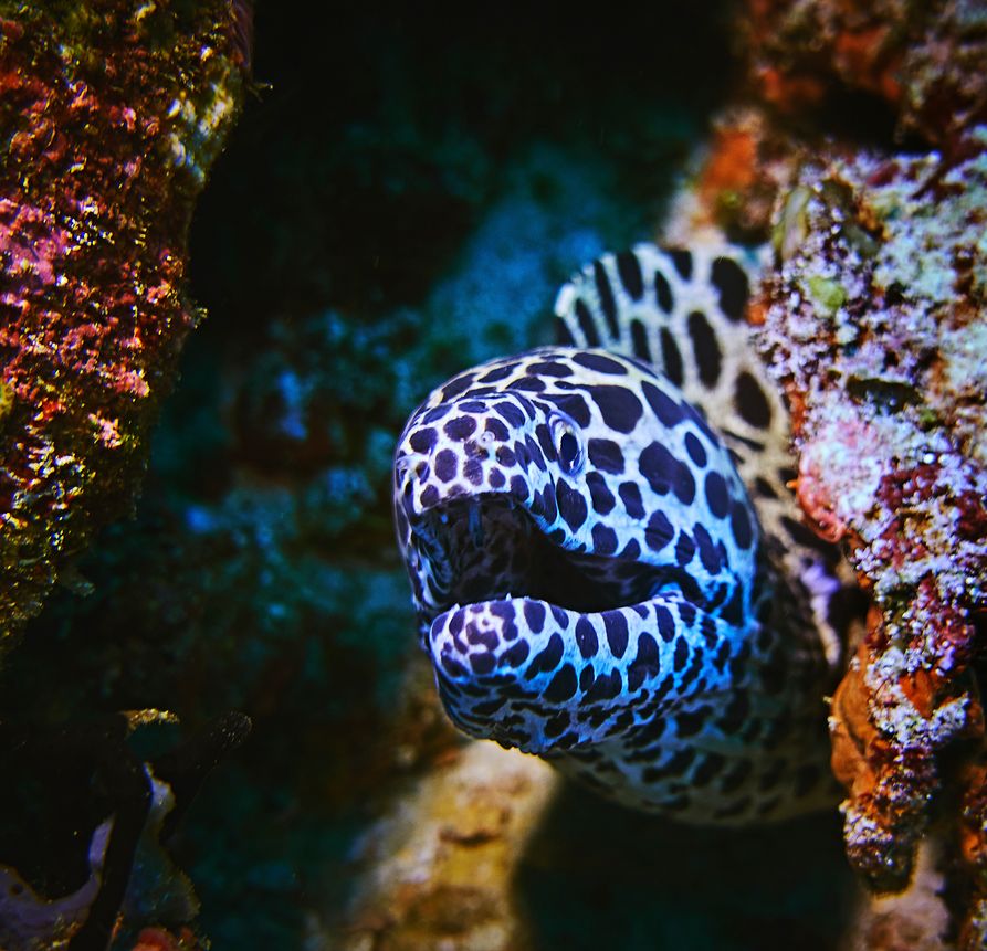 Rohan Shrestha's photography series of Raja Ampat's marine life.